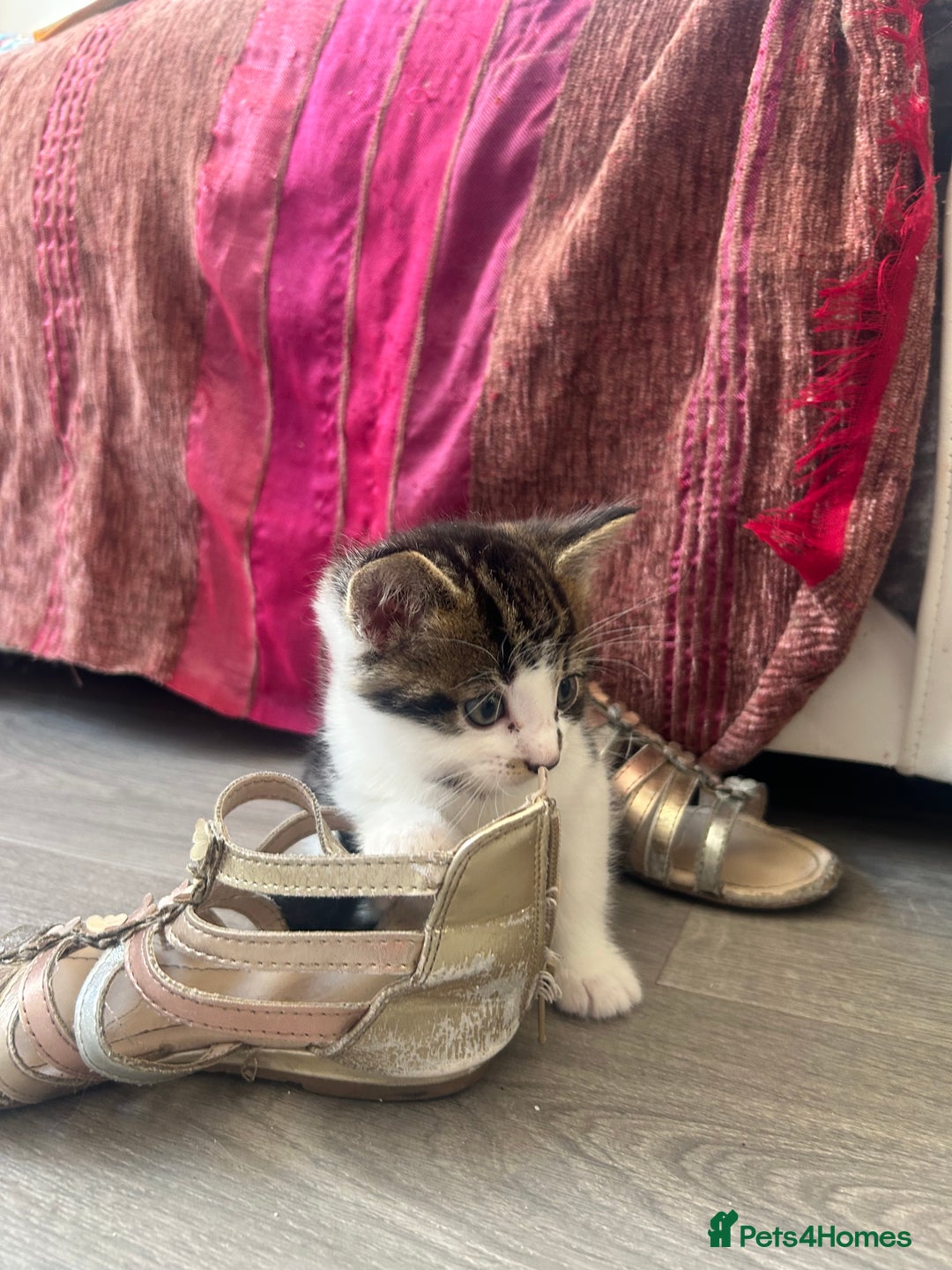 British Shorthair cats for sale: Beautiful British short hair x Maine coone kittens - Image 10