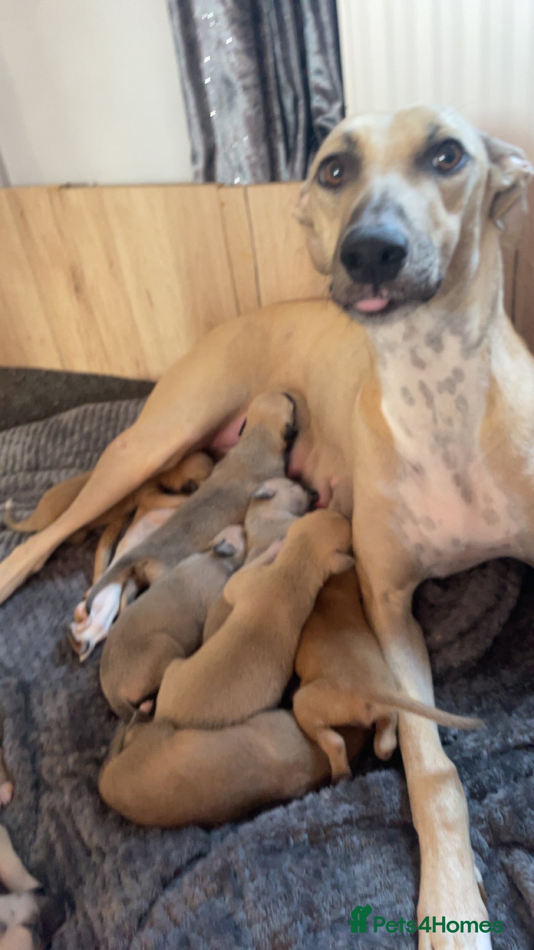 Greyhound dogs for sale: Saluki bull greyhounds - Image 12
