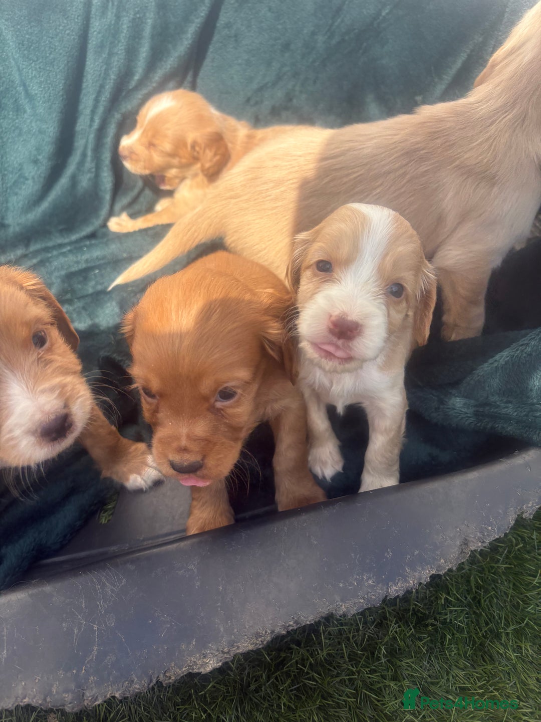 Cocker Spaniel dogs for sale: Cocker spaniel puppys - Image 11