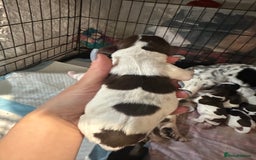 Sprocker dogs for sale: Beautiful sprockers  - Image 3