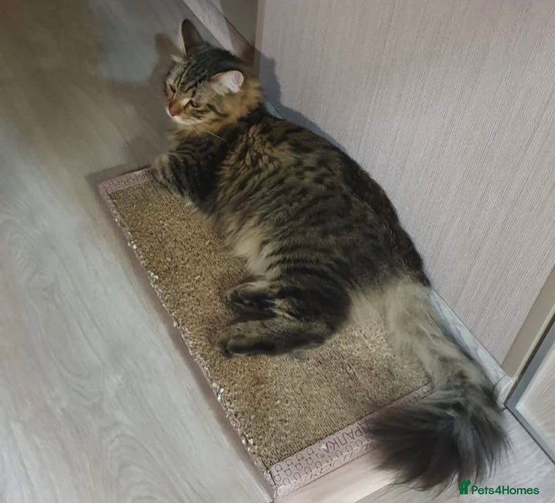 Siberian cats for sale: Beautiful Siberian Kitten – Baby Boy ✨ - Advert 12