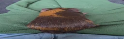 Guinea Pig rodents for sale: Female Guinea Pig for sale in Tamworth - Advert 3