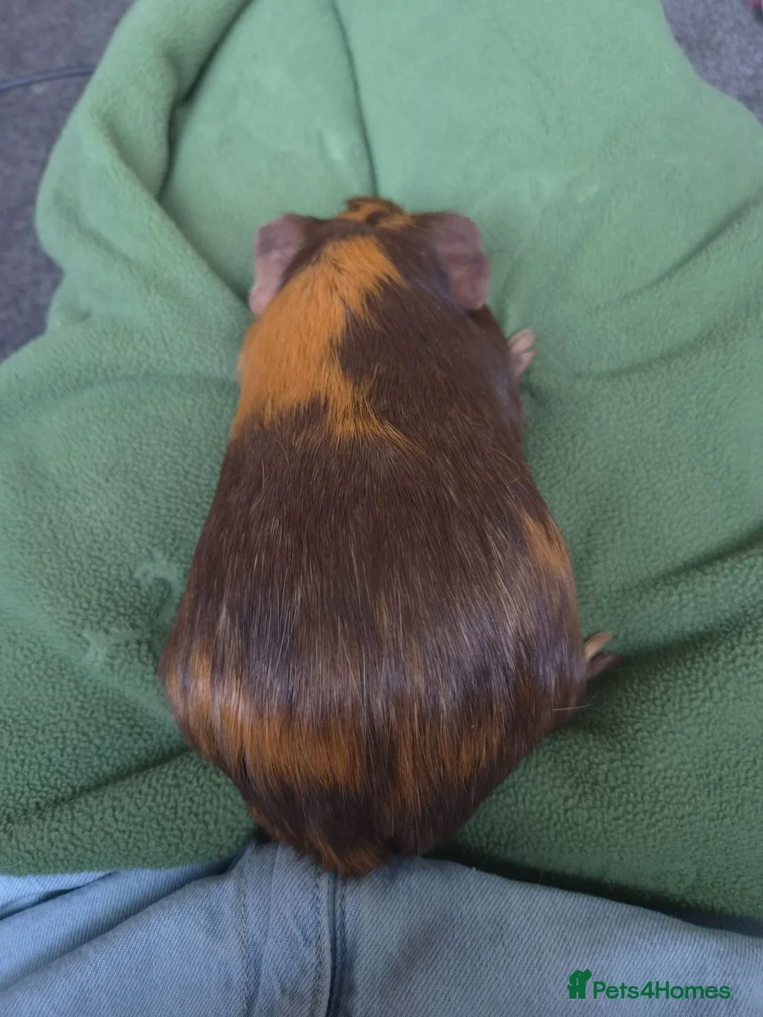 Guinea Pig rodents for sale: Female Guinea Pig for sale in Tamworth - Advert 3