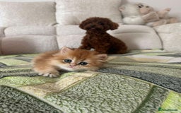 British Longhair cats for sale: We are selling 2 gorgeous british shorthairs - Image 4