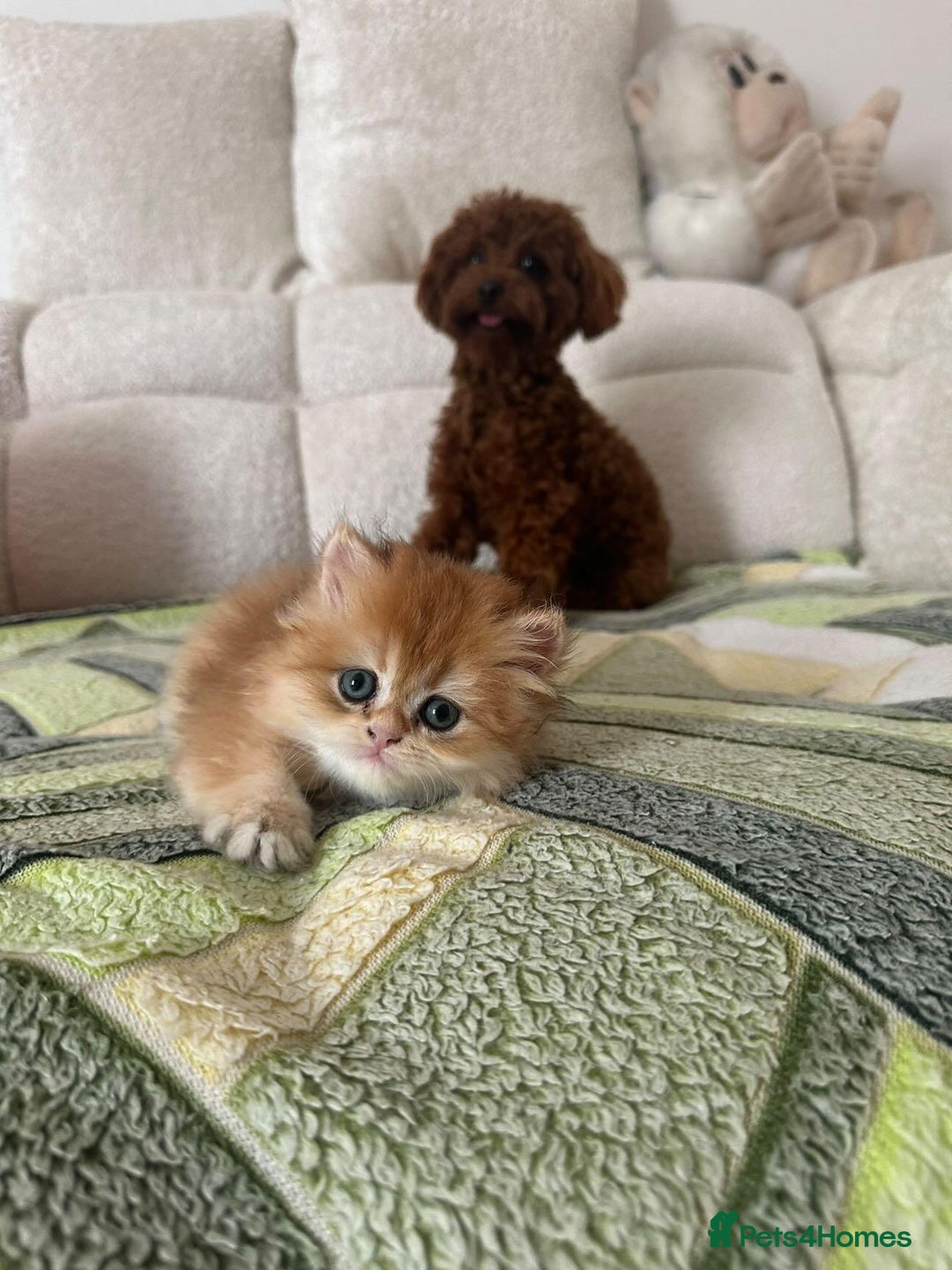 British Longhair cats for sale: We are selling 2 gorgeous british shorthairs - Image 4