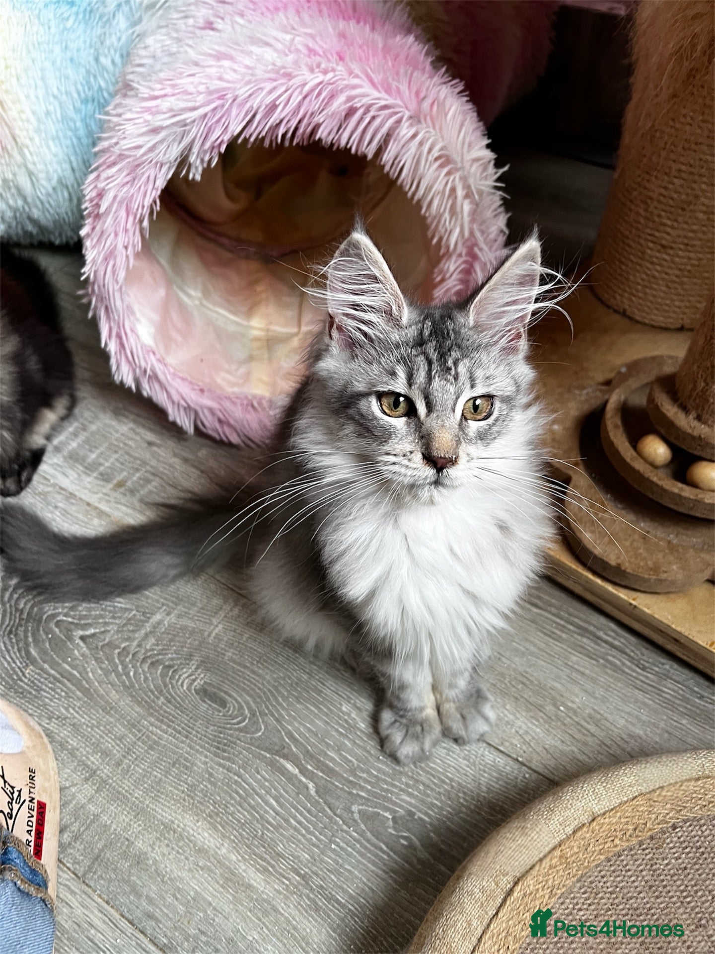 Maine Coon cats Beautiful Maine coon kittens  - Advert 1