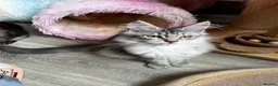 Maine Coon cats for sale: Beautiful Maine coon kittens  - Advert 1