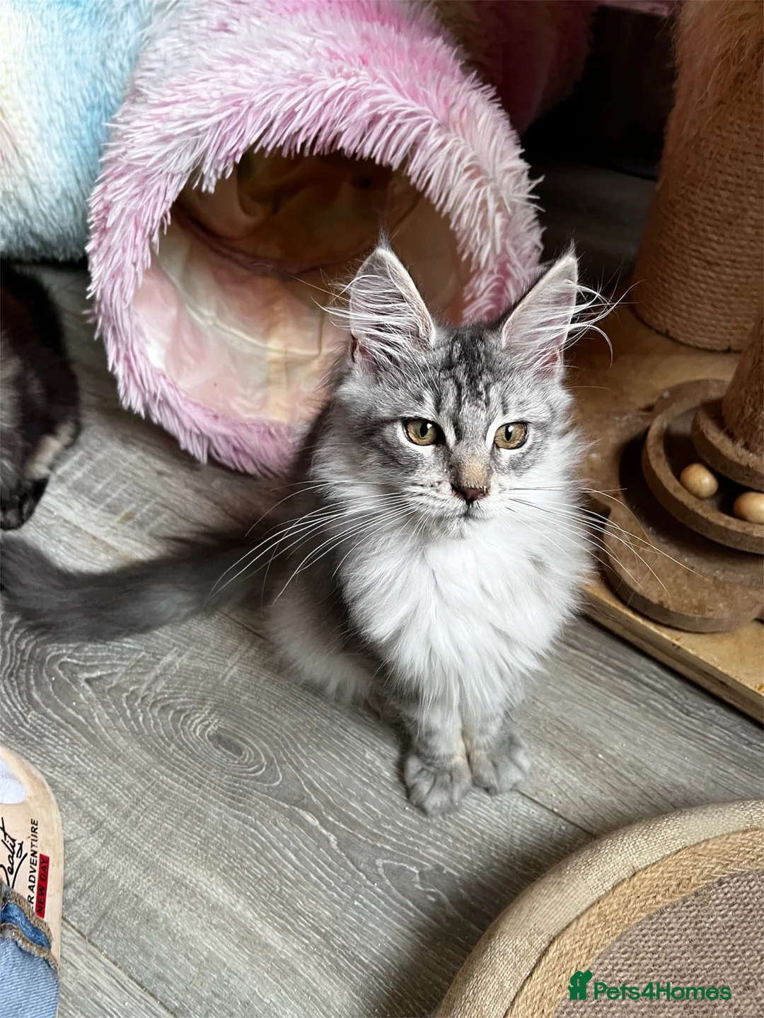Maine Coon cats for sale: Beautiful Maine coon kittens  - Advert 1