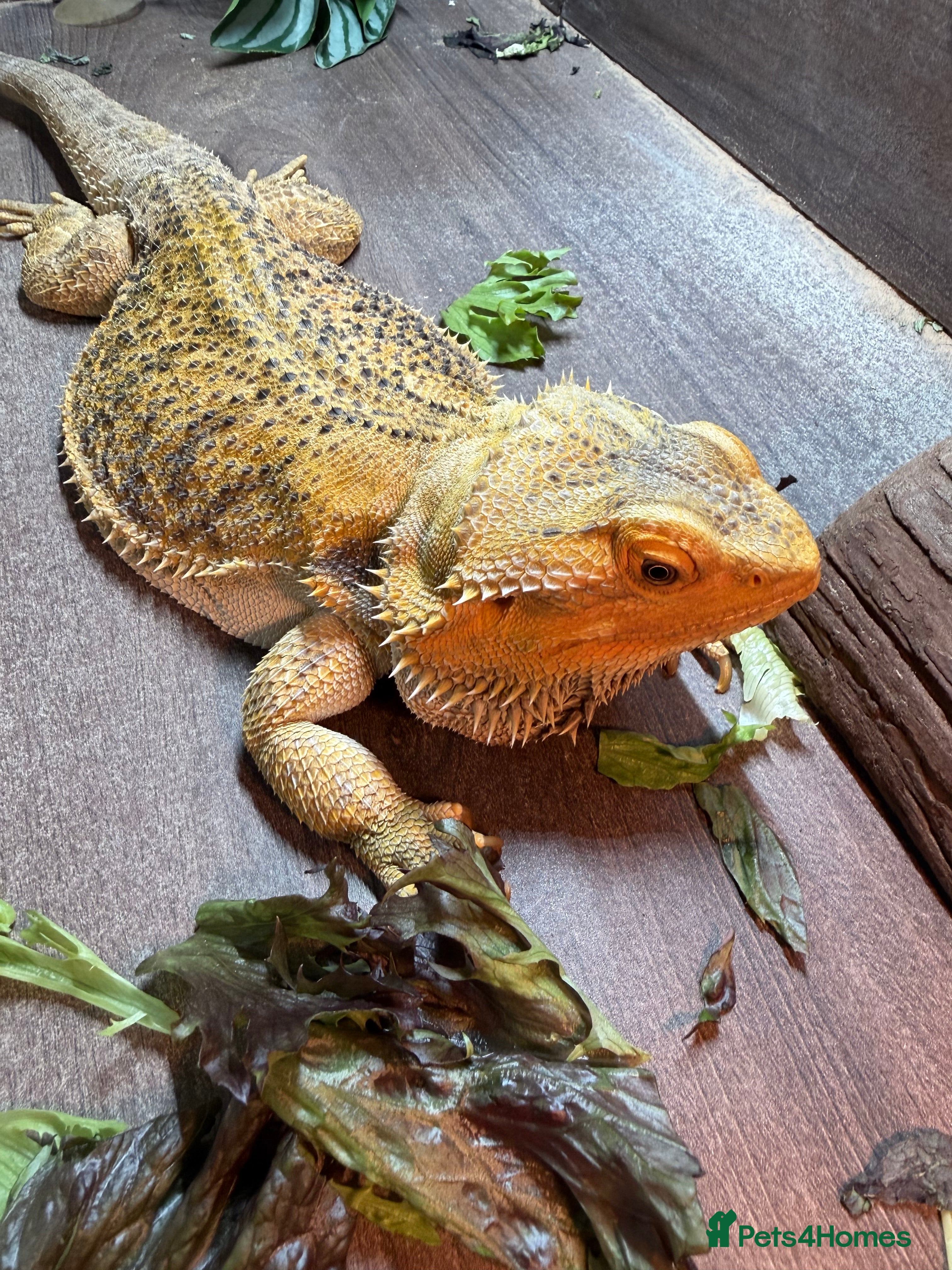 Bearded Dragon reptiles Female bearded dragon - rehome - Advert 7