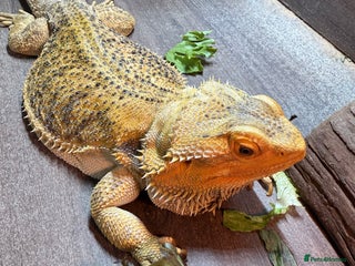 Bearded Dragon reptiles Female bearded dragon - rehome - Advert 1