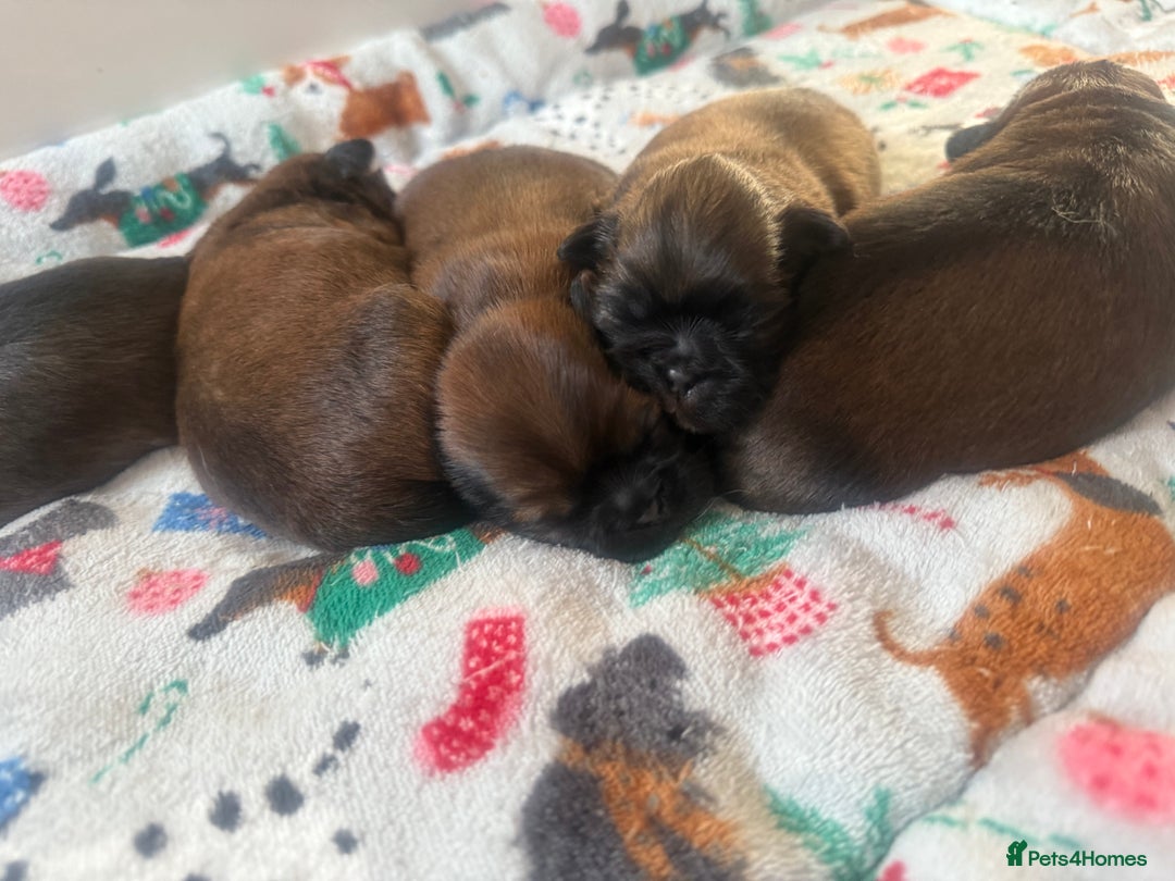 Shih Tzu dogs for sale: Gorgeous Shih Tzu Babies, ready from 14 Febuary.  - Advert 8