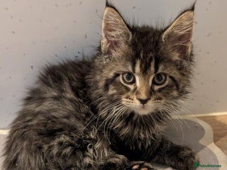 Maine Coon cats Beautiful Pedigree Maine Coon Kittens - Advert 4