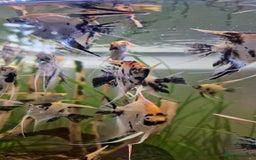 Angelfish fish for sale: Koi Angelfish - Image 11