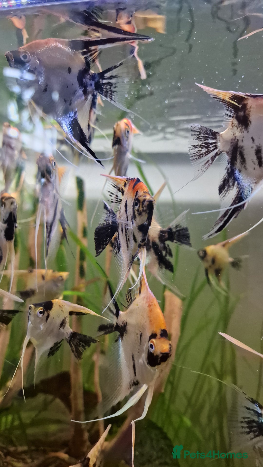 Angelfish fish for sale: Koi Angelfish - Image 11