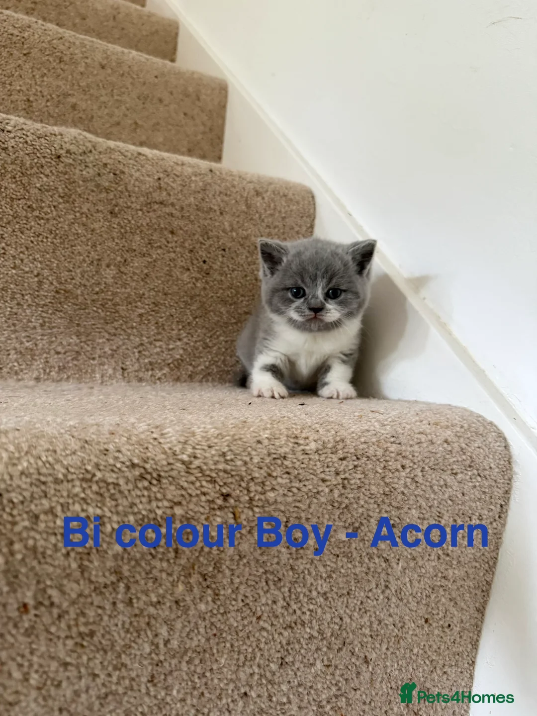 British Shorthair cats for sale: Stunning GCCF BSH - Tortie and Bi colour  - Advert 8