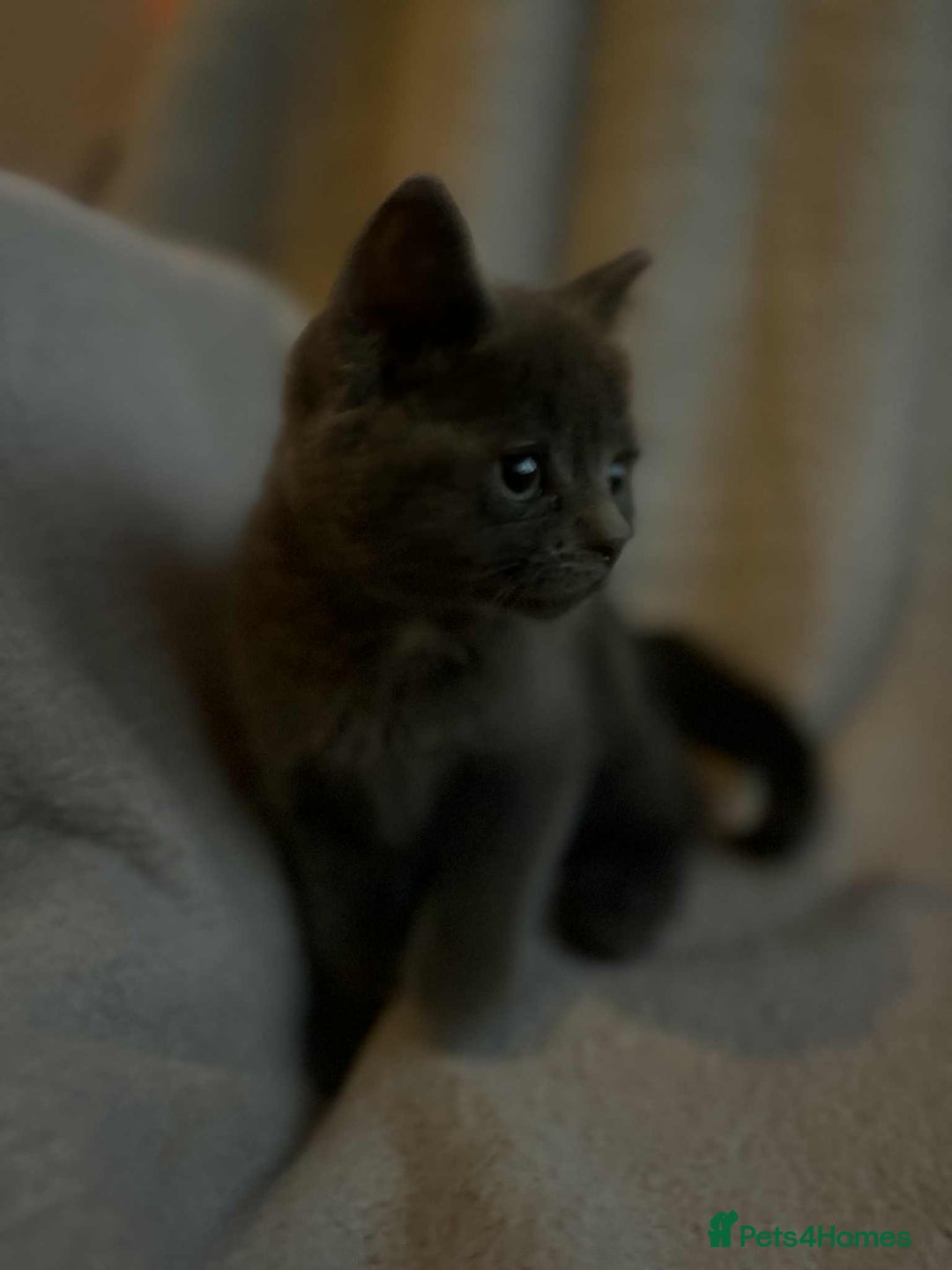 Mixed Breed cats for sale: Kittens looking for homes  - Advert 3