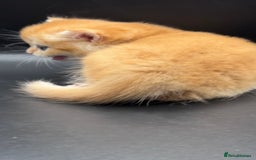 British Shorthair cats for sale: GCCF BSH GOLDEN BLACK TIPPED NY12 KITTENS - Image 20