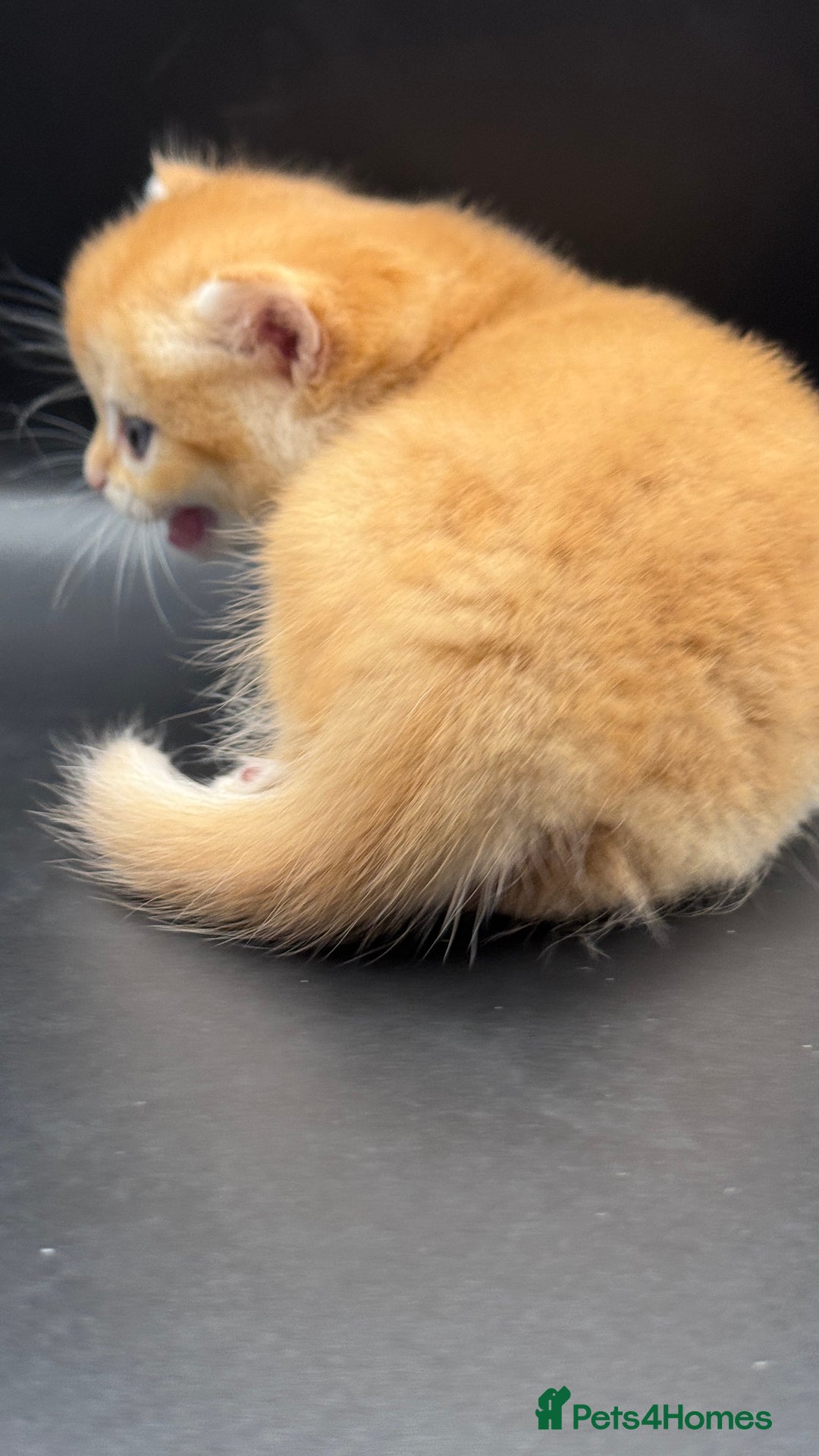 British Shorthair cats for sale: GCCF BSH GOLDEN BLACK TIPPED NY12 KITTENS - Image 20