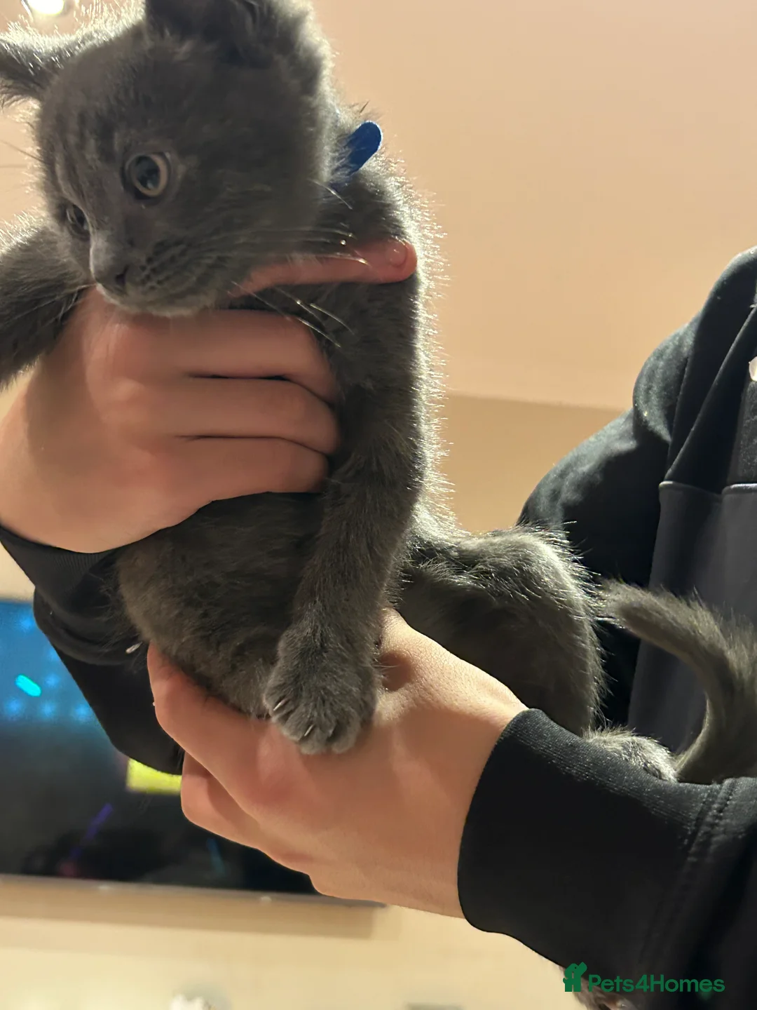 Mixed Breed cats for sale: 5 Adorable Kittens ready for their forever homes - Advert 15