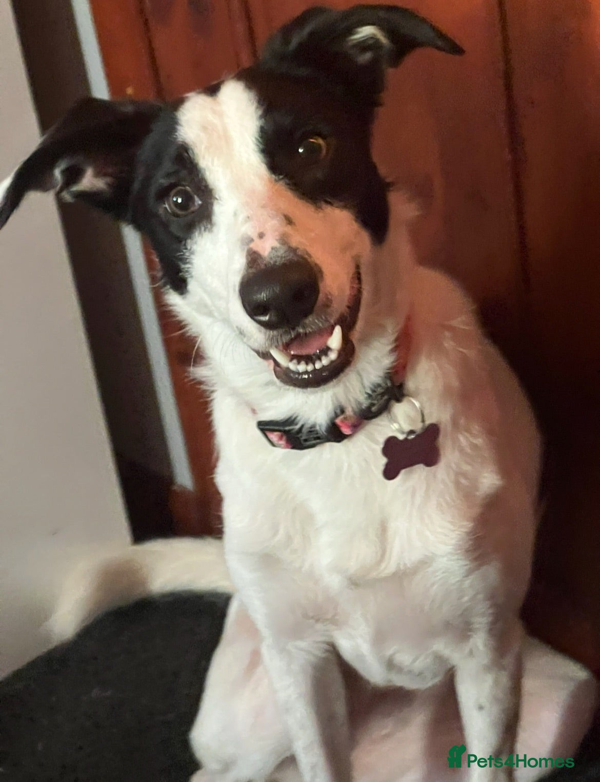 Border Collie dogs Dixie (5yrs) - Advert 5