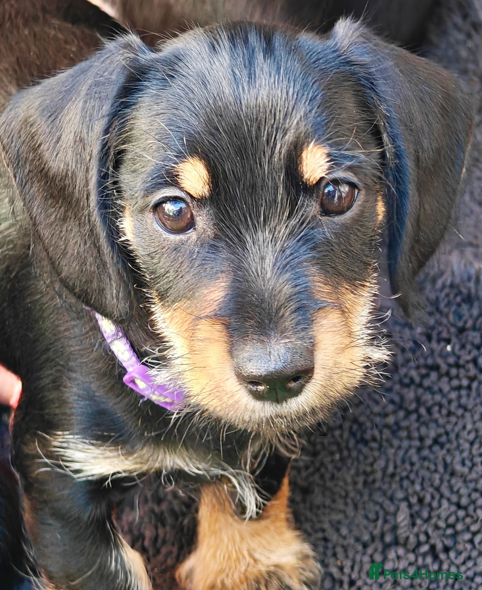 Mixed Breed dogs Mini Schnauzer X Mini Daschund puppies  - Advert 1