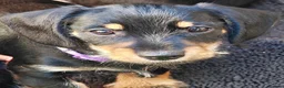 Mixed Breed dogs for sale: Mini Schnauzer X Mini Daschund puppies  - Advert 1