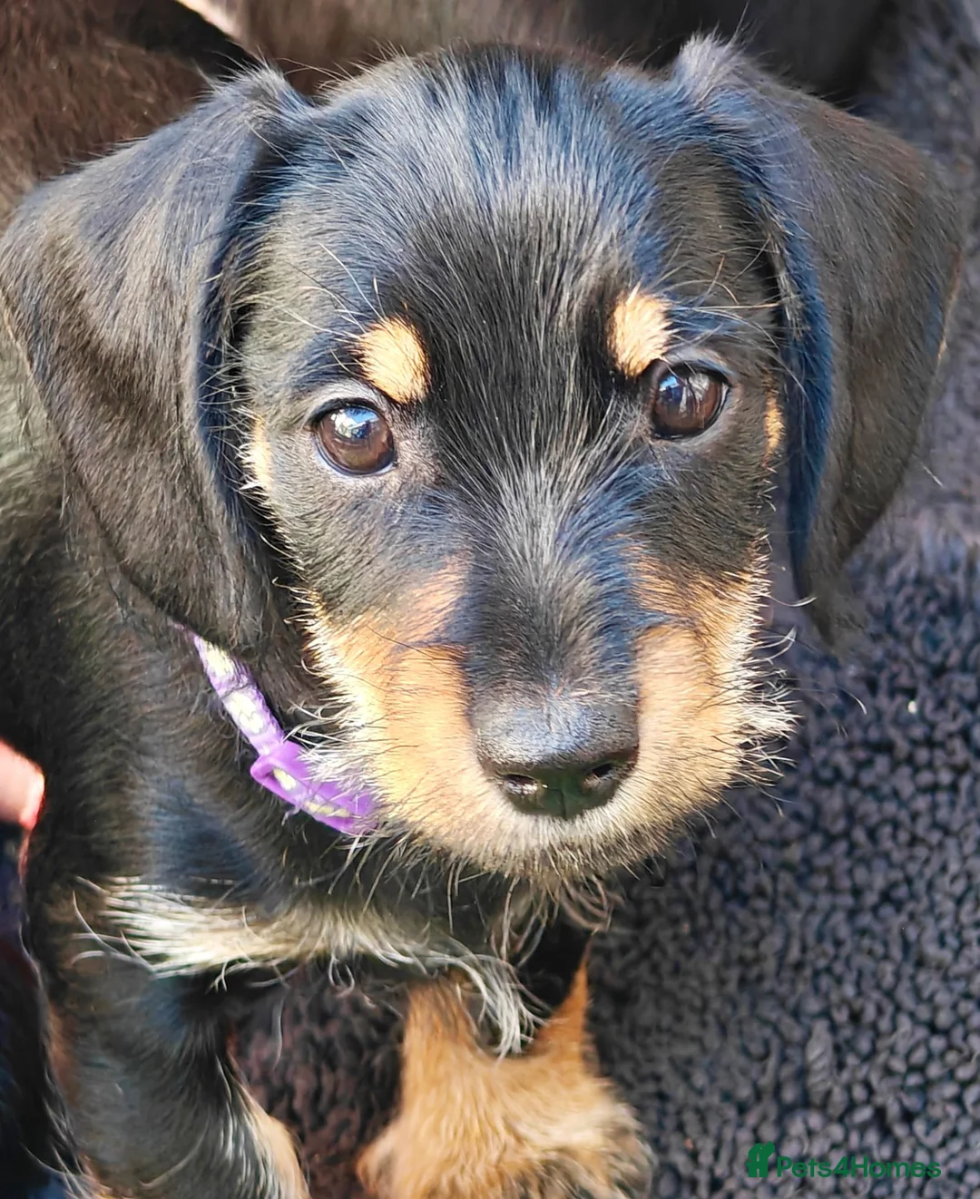 Mixed Breed dogs for sale: Mini Schnauzer X Mini Daschund puppies  - Advert 1