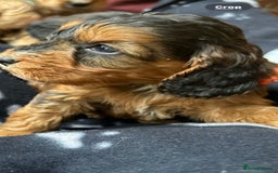 Cockapoo dogs for sale: 7 f1 cockapoo  - Image 2