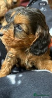 Cockapoo dogs - Advert 1