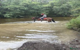 Welsh Section C horses for sale: Section c gelding riding pony  - Image 3
