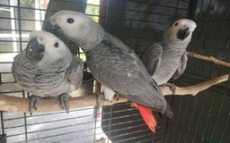 Parrots birds for sale: Adorable Talking African Grey Parrots for Sale - Image 1