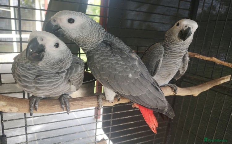 Parrots birds - Advert 1