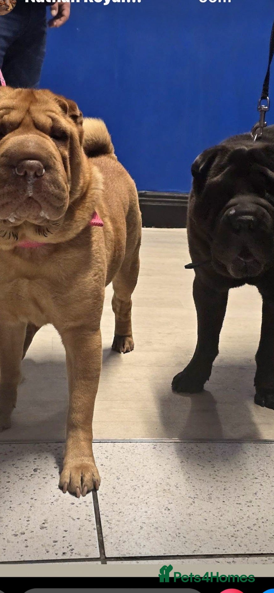 Shar Pei dogs for stud: Buster for stud  - Advert 3