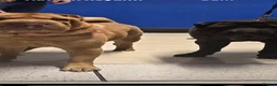 Shar Pei dogs for stud: Buster for stud  - Advert 1