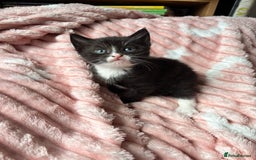 Mixed Breed cats for sale: 3 adorable kittens! Ready in 3 weeks!! 🐈‍⬛🐈‍⬛ - Image 5