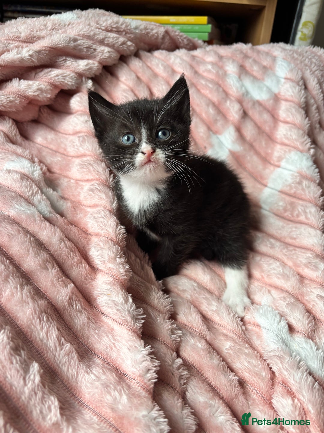 Mixed Breed cats for sale: 3 adorable kittens! Ready in 3 weeks!! 🐈‍⬛🐈‍⬛ - Image 5