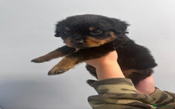 Rottweiler dogs for sale: 🐾 Pure Bred Rottweiler Puppies 🐾 - Image 20