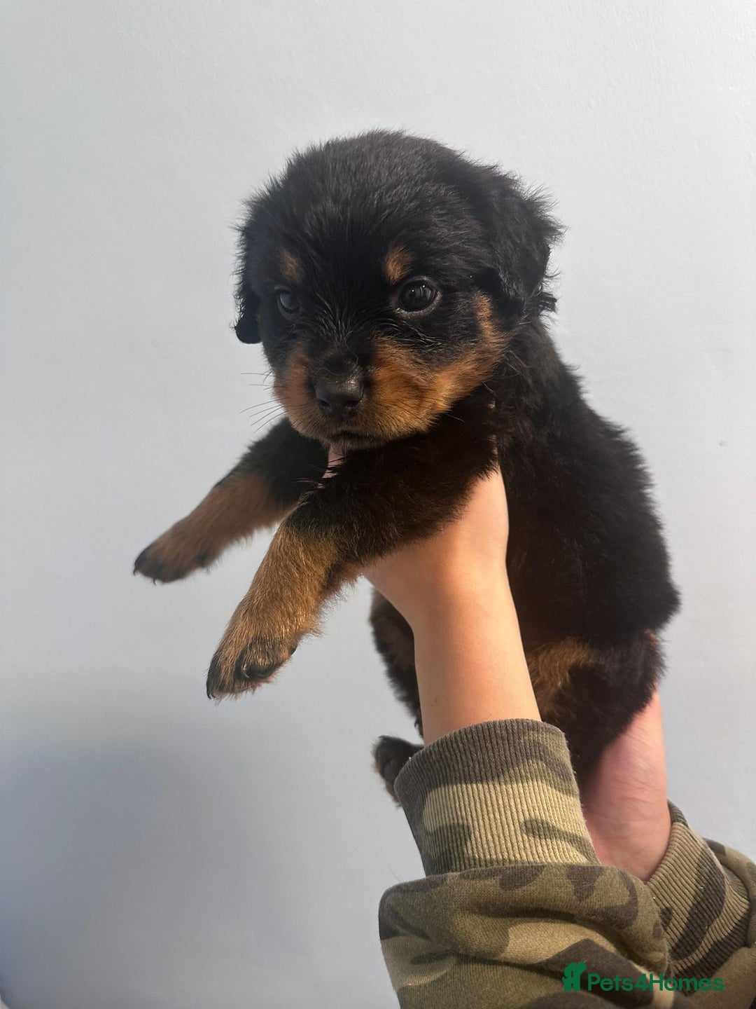 Rottweiler dogs for sale: 🐾 Pure Bred Rottweiler Puppies 🐾 - Image 20