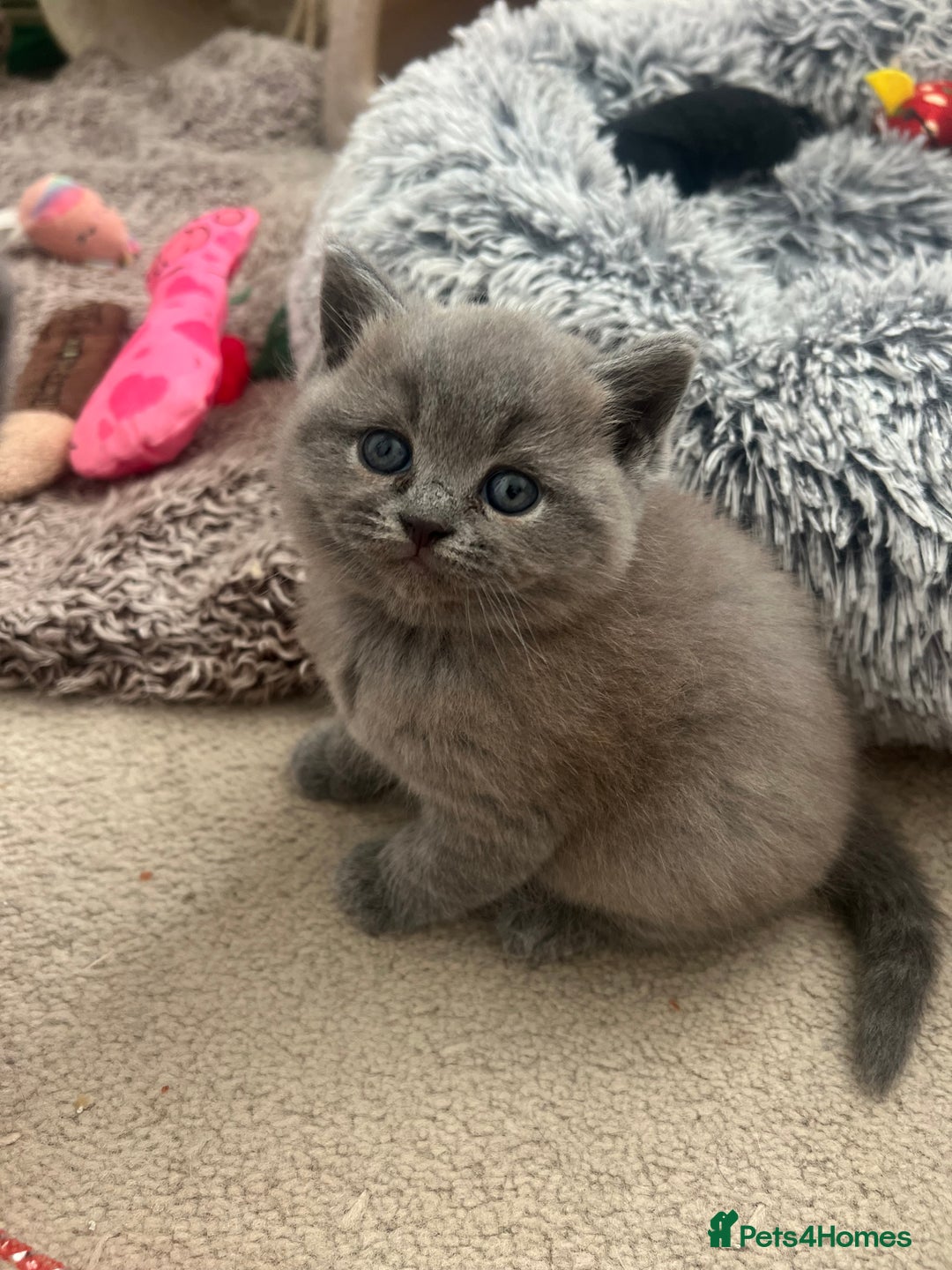 British Shorthair cats for sale: 💙Baby British Blue/Ragdoll Boy 💙 - Image 6