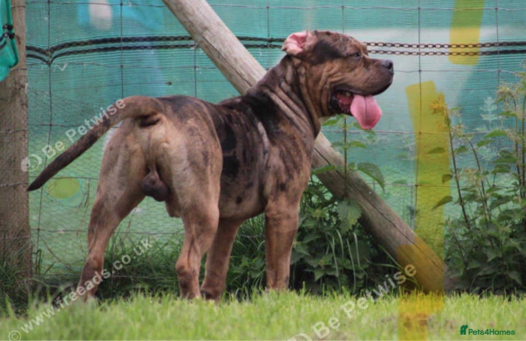 American Bulldog dogs for sale: Jhonson American Bulldog Merle Male (Kayos)  - Image 18