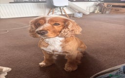Cockapoo dogs for sale: Adult entire male Cocker Spaniel - Image 1