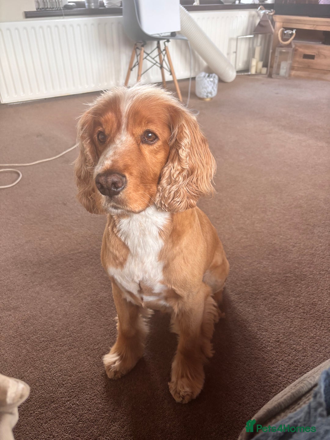 Cockapoo dogs for sale: Adult entire male Cocker Spaniel - Image 1