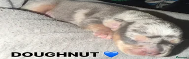 Doughnut 