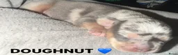 Mixed Breed dogs for sale: FOR SALE French Bull Wieners Puppies  in Stourport-on-Severn - Advert 13