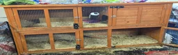 Mixed Breed rabbits for sale: 2 adult bunnies  in Coventry - Advert 1