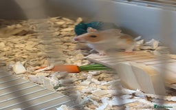 Hamster rodents for sale: Cherio - Image 2