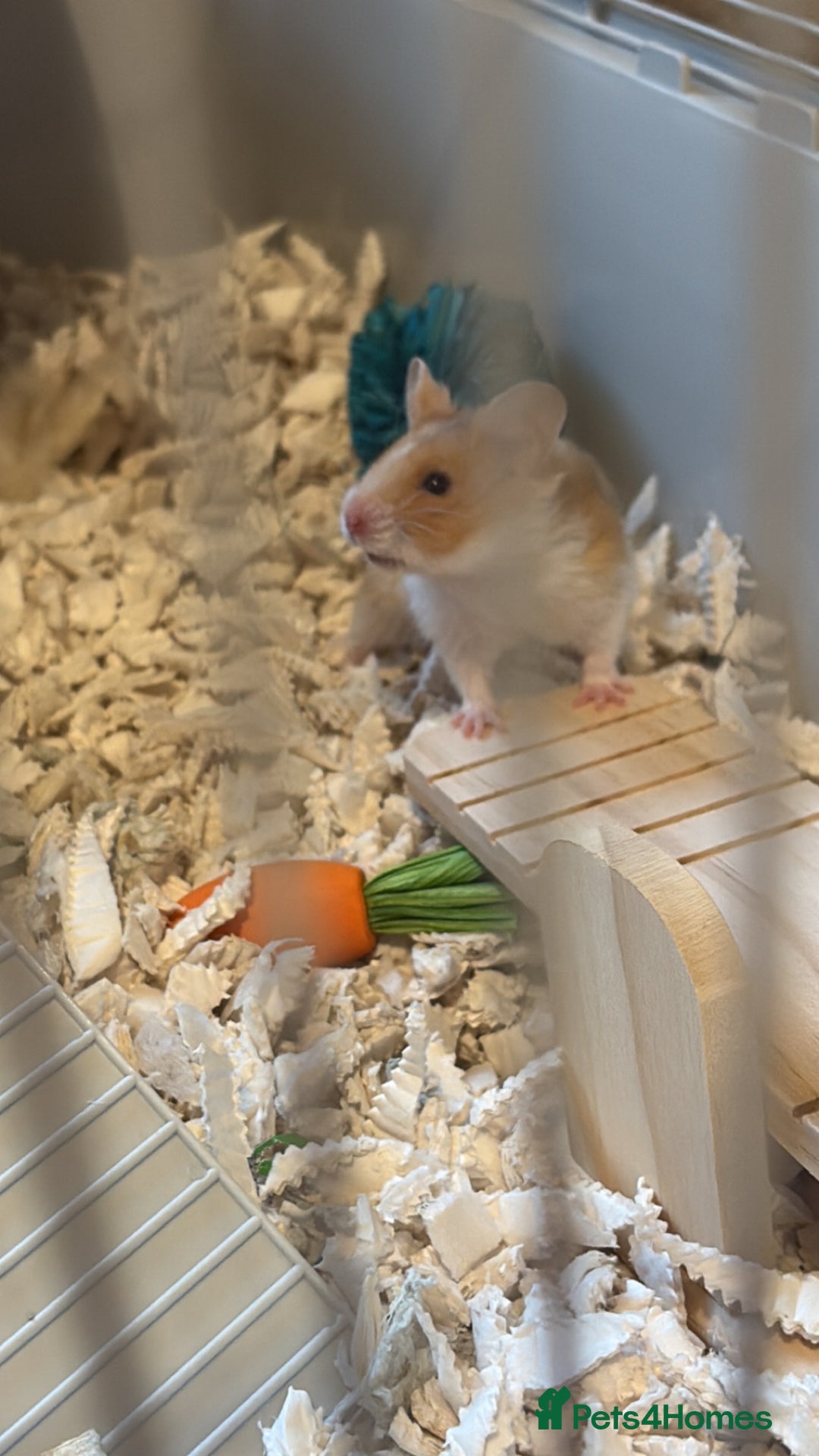 Hamster rodents for sale: Cherio - Image 2
