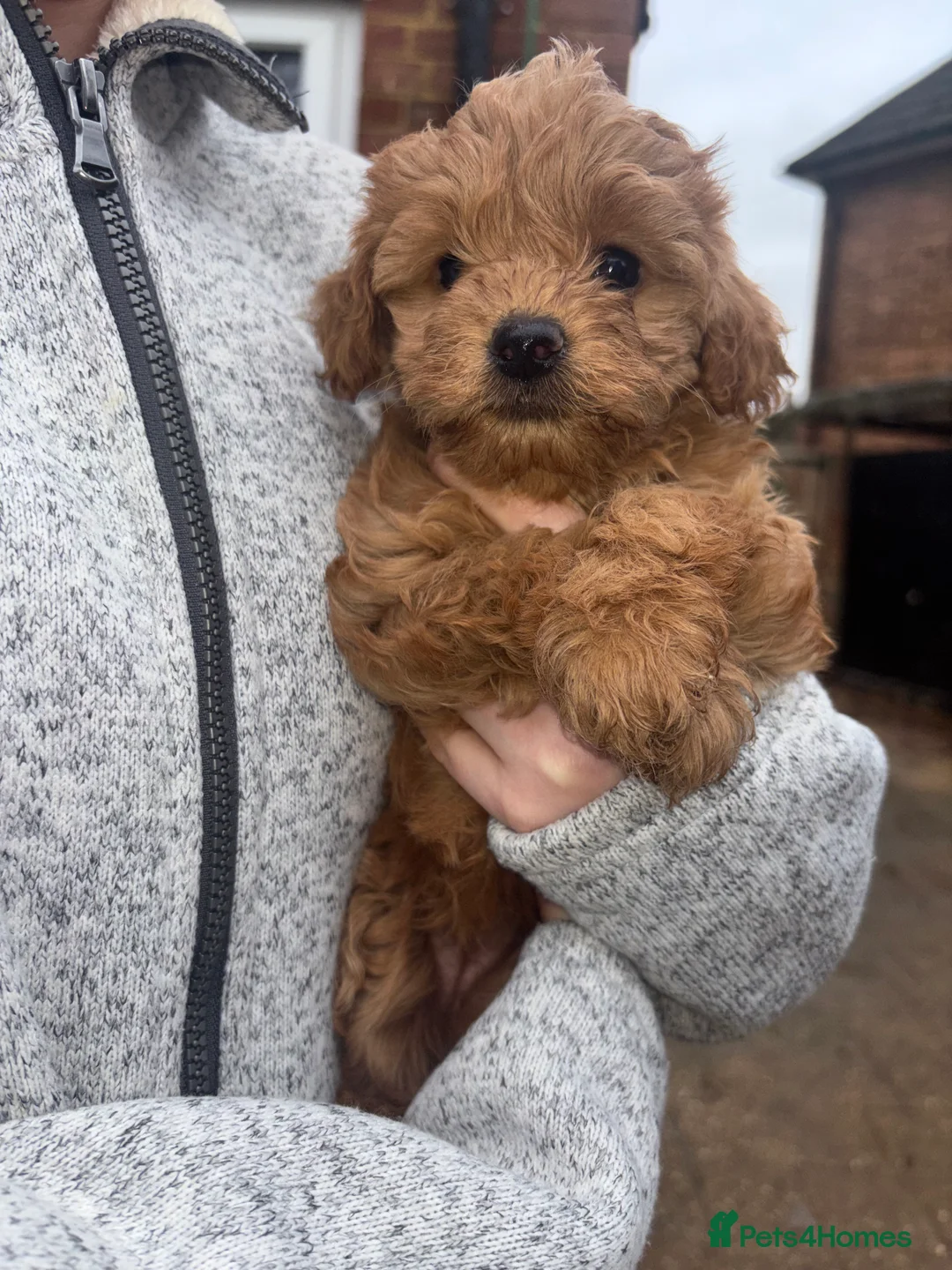 Cockapoo dogs for sale: F1B Mini Cockapoos - Advert 21