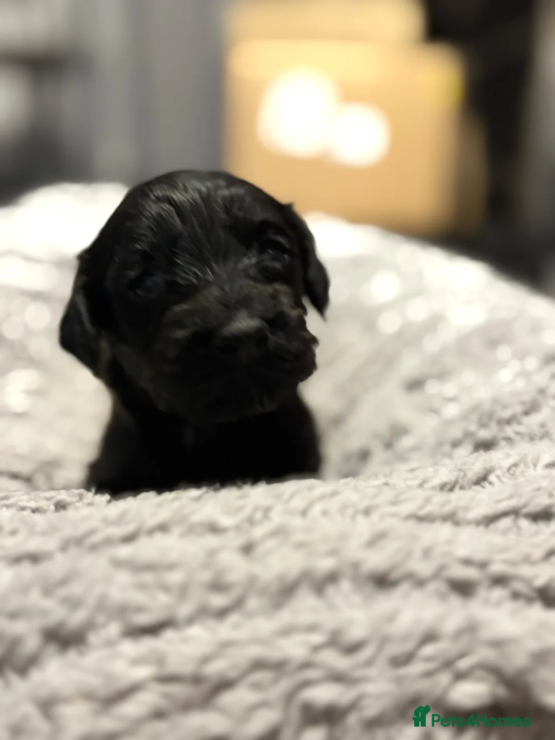 Cockapoo dogs for sale: Cockapoo cross spaniel  - Advert 2