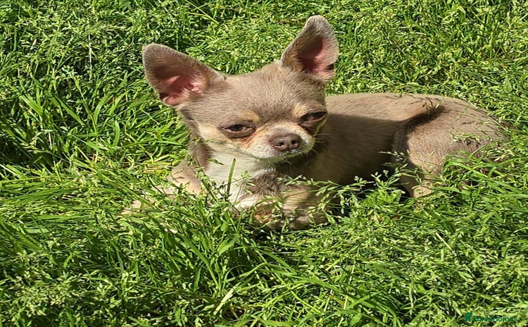 Chihuahua dogs KC Reg 3 Year old male chihuahua - Advert 1